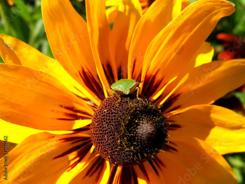 shield bug on flower 2