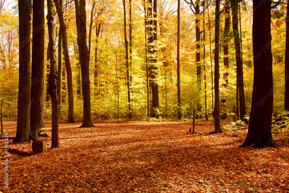 Fototapeta premium fall forest landscape