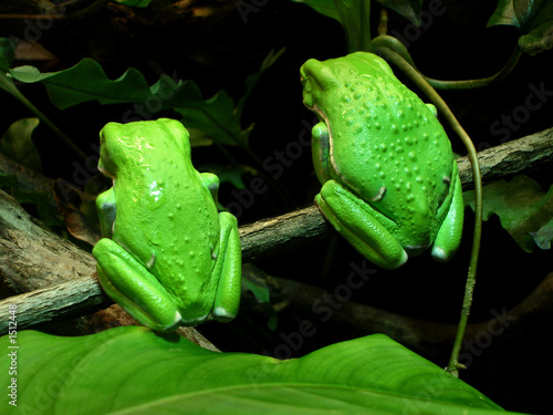twin tree frogs from back (waxy monkey tree frogs) photo