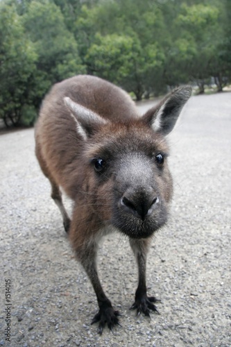 kangaroo closeup