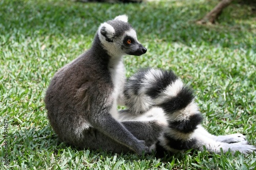lemur catta © Geoffroy LEME