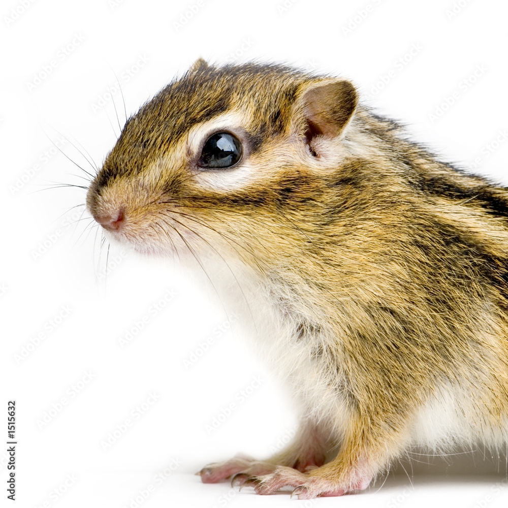 ecureuil - chipmunk ou écureuils d'eurasie ecureuil - chipmunk ou écureuils d'eurasie