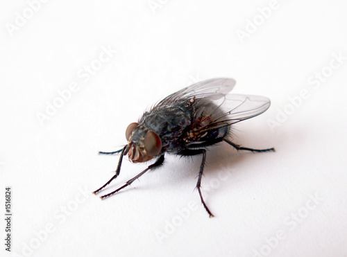 fly © Henryk Olszewski
