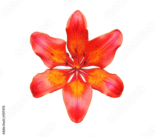 tiger lily 5