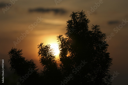 sonne hinter tannen