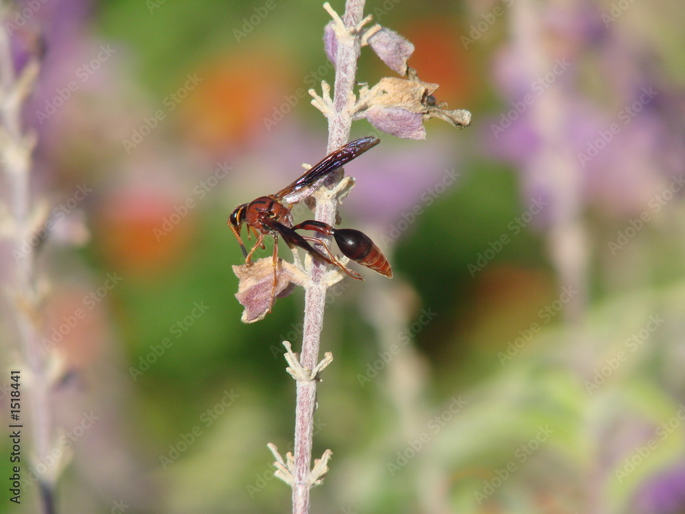 reddish wasp