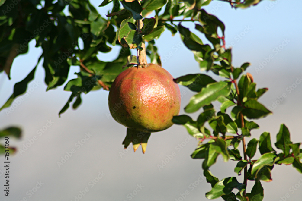 granatapfel