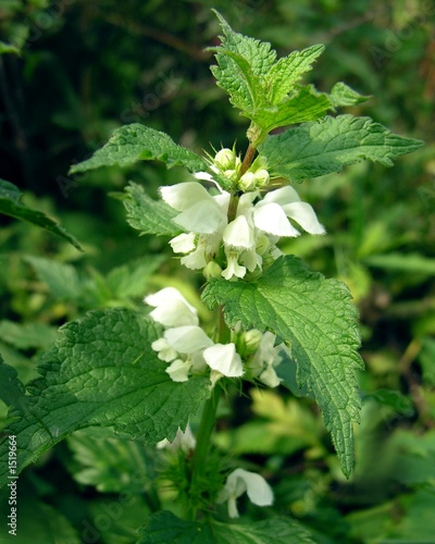 dead nettle photo