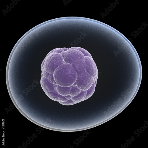 stem cell photo