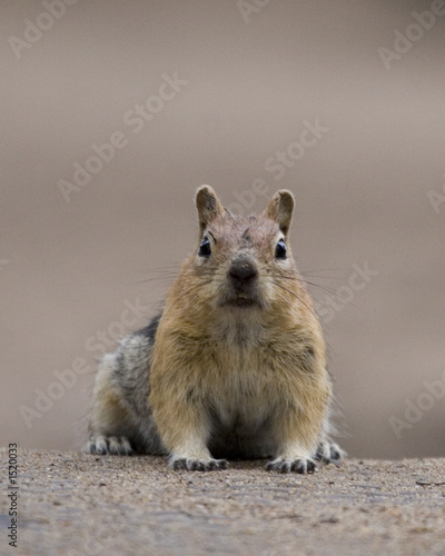 squirrel sitting on large lod and looking at camera