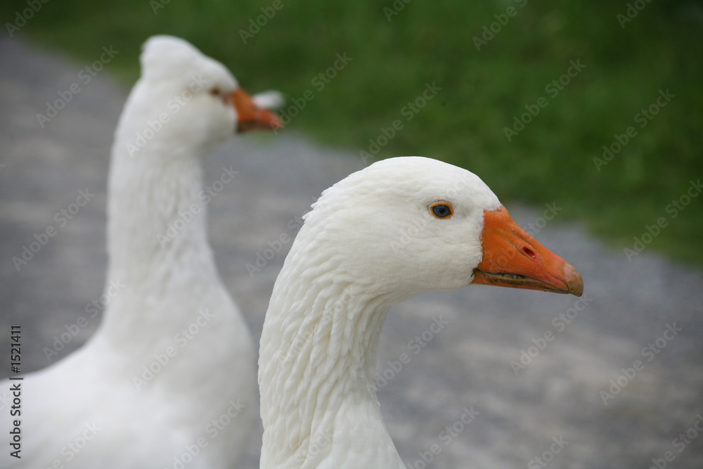 gänse gänse