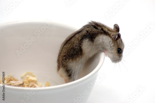 hamster in the white bowl