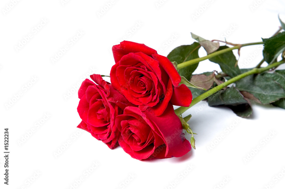 three red roses three red roses