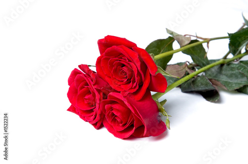 three red roses
