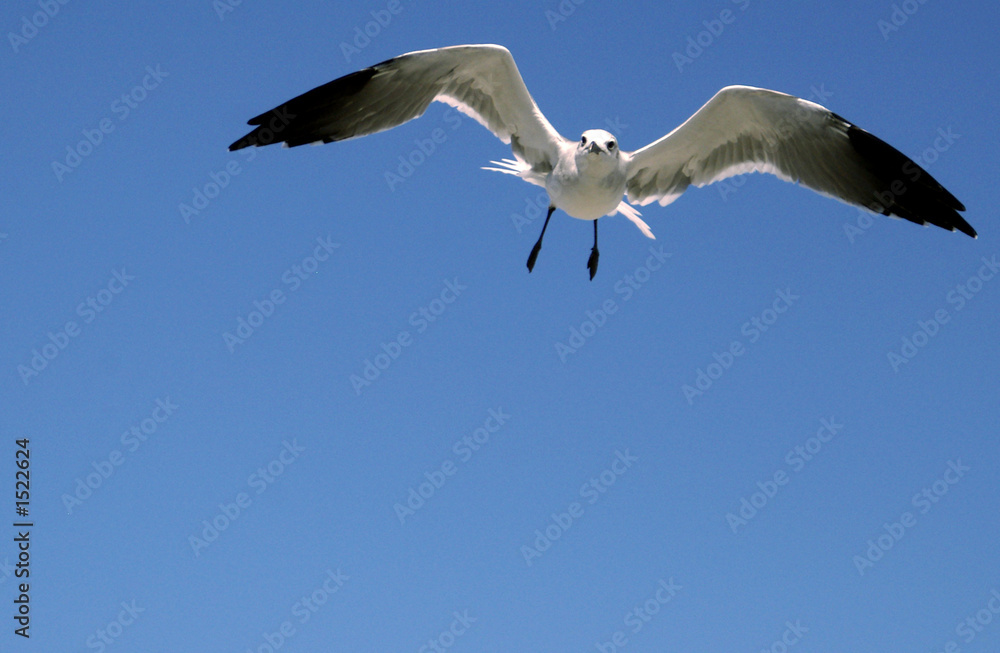 seagull 2 seagull 2