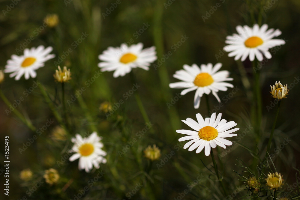 marguerites marguerites