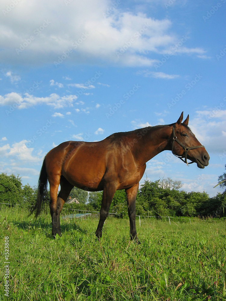 horse horse