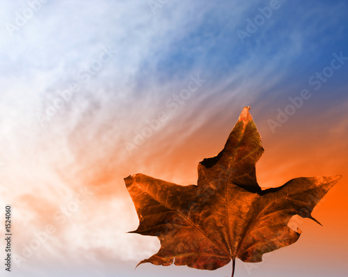 autumn leaf in sky