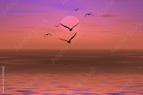 albatross on a sunset