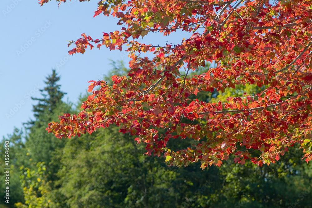 red colorful trees in acadia national park
