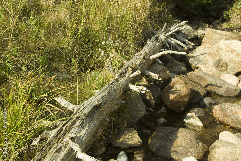 Obraz premium dead tree in acadia