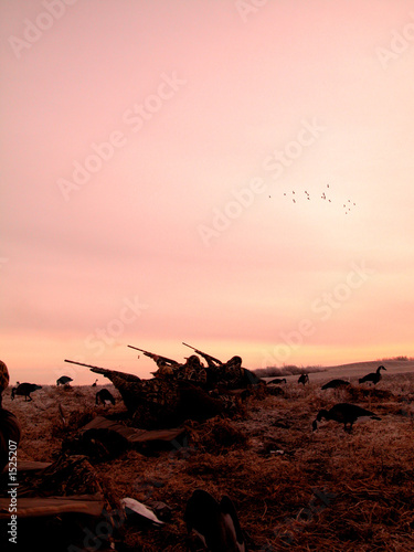 Goose hunters in Canada leave their blind at sunrise to open fire as a flight of birds comes in.