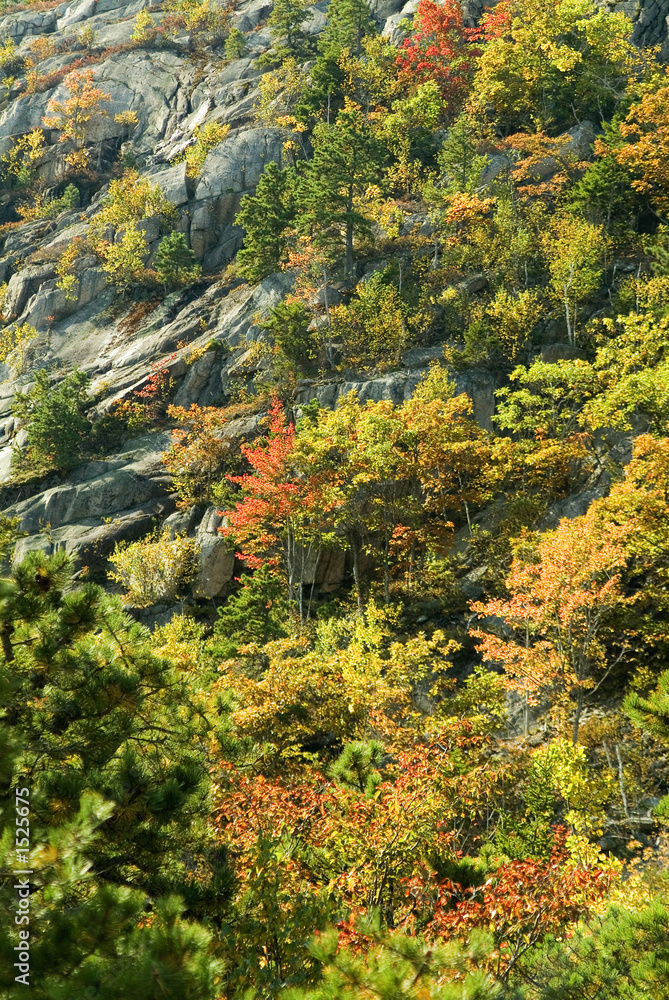 mountainside view of peak fall foliage in acadia