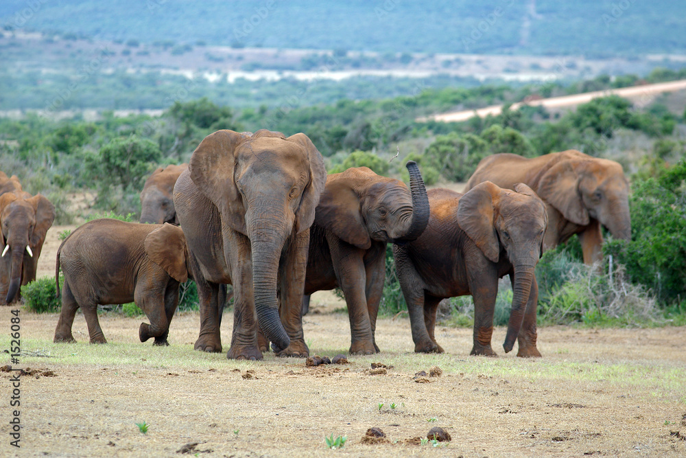 Obraz premium elefantenherde
