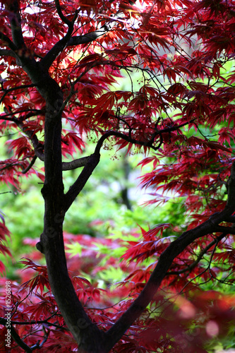 japanese garden