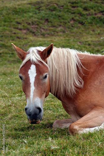 pferd © Spargel