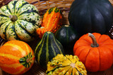 fall pumpkins and squash #3