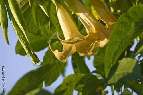 angel trumpet photo