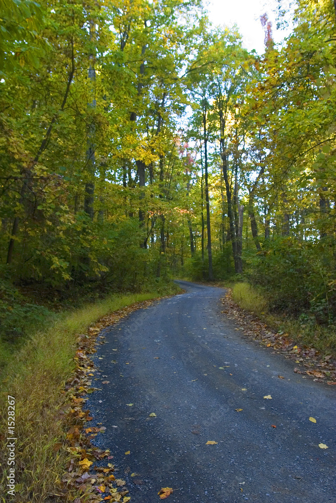 Fototapeta premium early autumn backroad