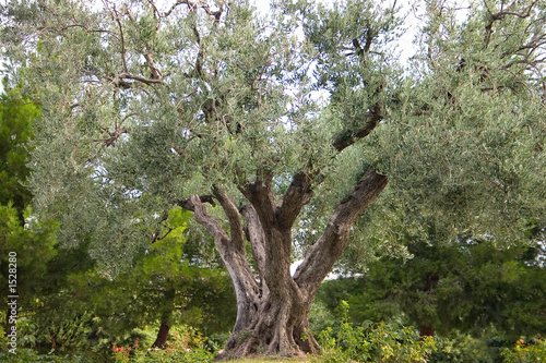 grand old olive tree