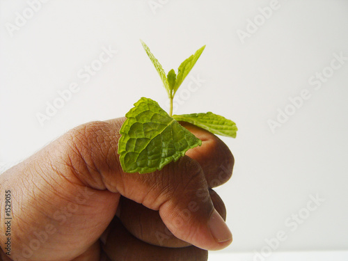plant in hand