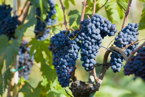 Wallpaper Mural lush ripe wine grapes on the vipe Torontodigital.ca