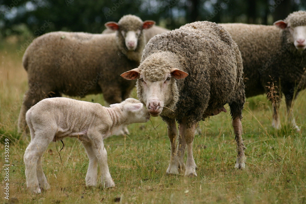 Obraz premium sheep and a lamb