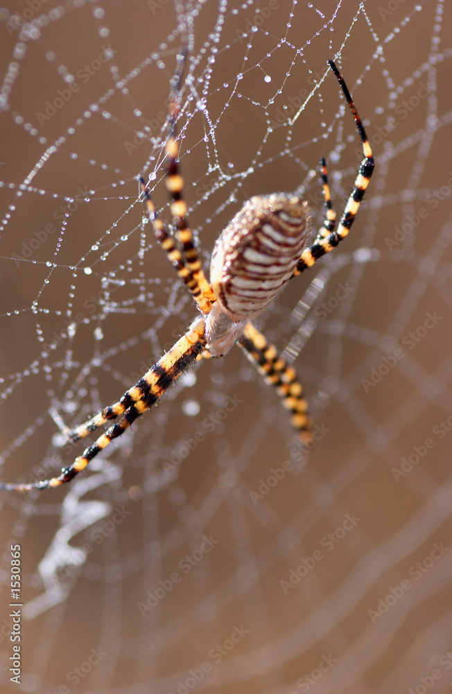 spider foto de Stock Adobe Stock