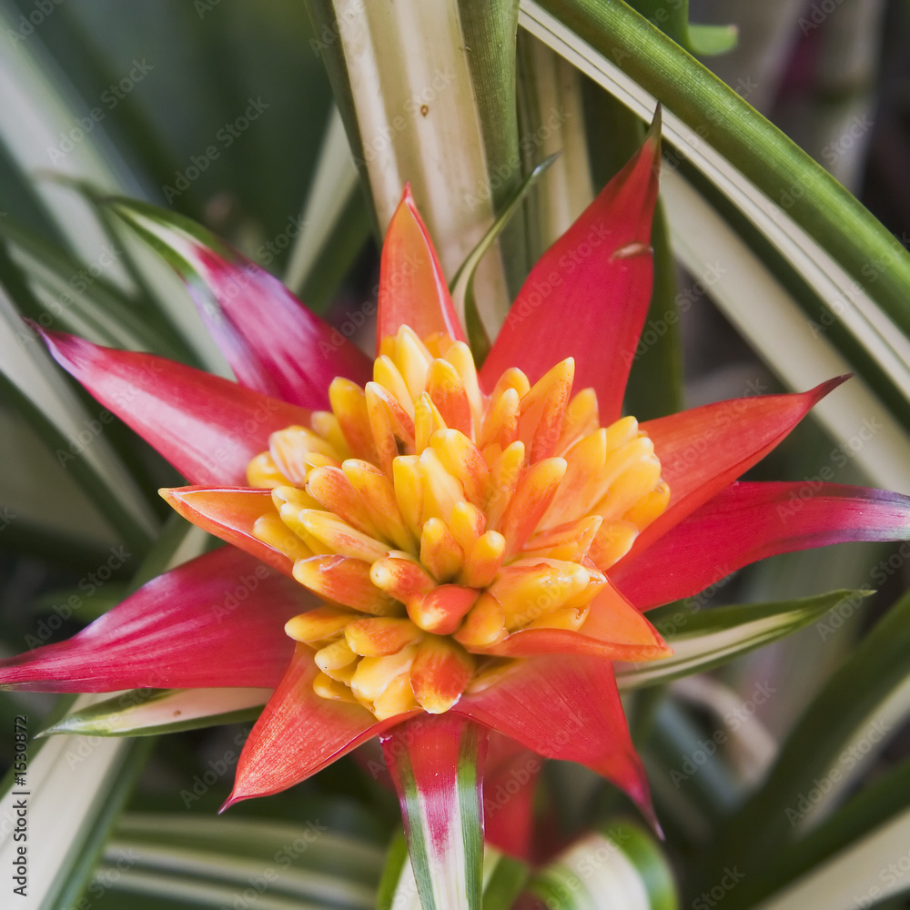 red tropical flower with yellow pistol red tropical flower with yellow pistol