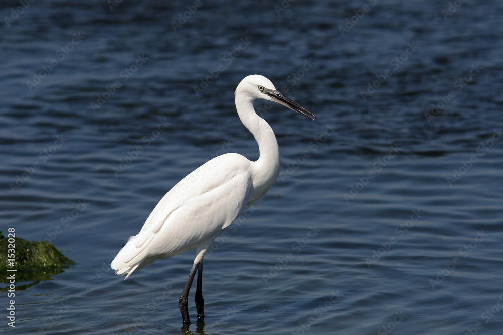 aigrette garzette