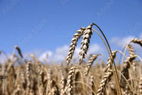 corn on the field