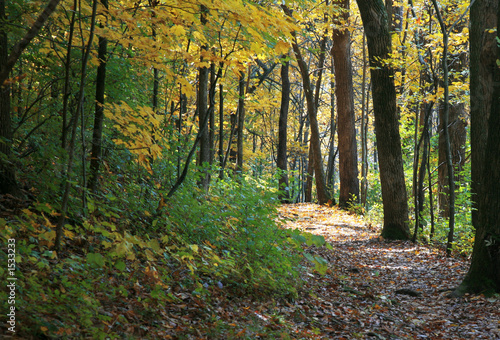 autumn trail