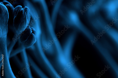 single blue flower