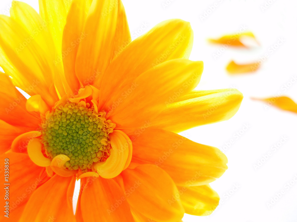 yellow and orange chrystanthemum yellow and orange chrystanthemum
