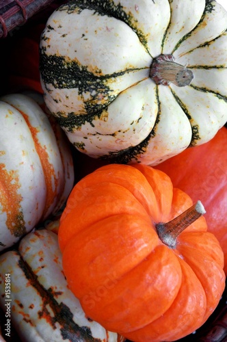 squash and pumpkin