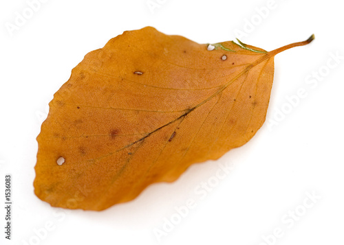 leaf 20