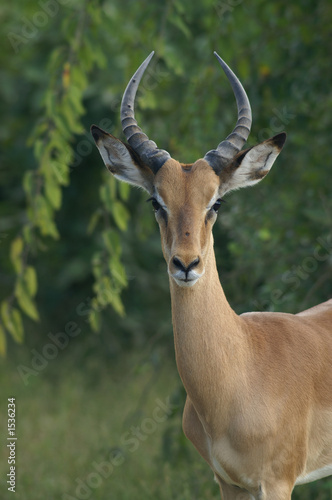 Fototapeta Naklejka Na Ścianę i Meble -  young male impala