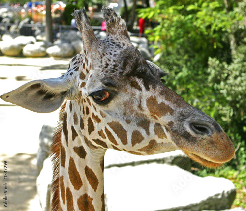 girafe