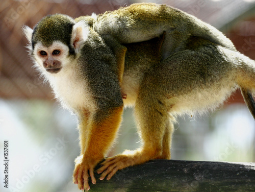 petit singe 2