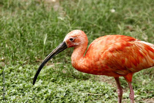 oiseau